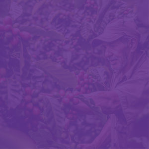 Costa Rican Tarrazu featured mobile hero with purple overlay -- man surrounded by trees with ripe coffee beans