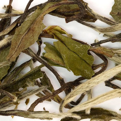 Coffee Bean Direct/Tattle Tea Peony White Tea leaves